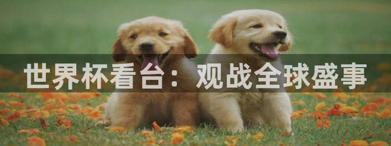 今天所有足球赛程表:世界杯看台:观战全球盛事